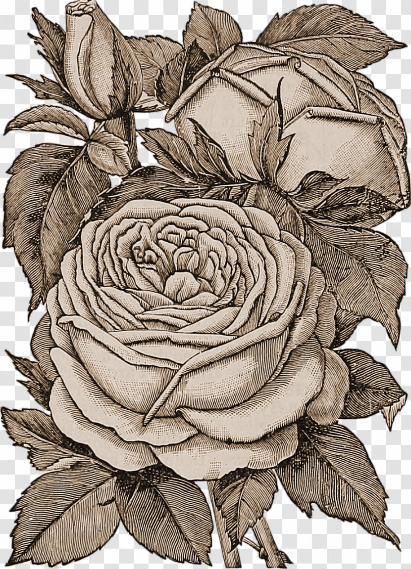 Rose Floral Design Drawing Flower - Black And White Transparent PNG