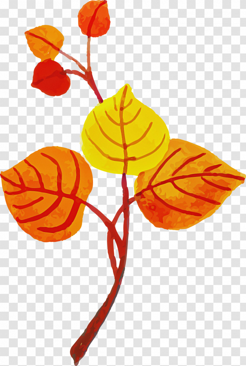 Leaf Plant Stem Petal Flower Branch Transparent PNG