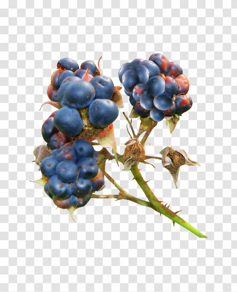 Bilberry Blueberry Blackberry Auglis - Berry Transparent PNG