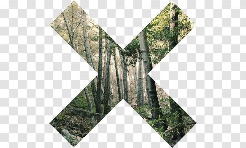 Aesthetics Art The Xx - Nature - Tropical Forest Transparent PNG