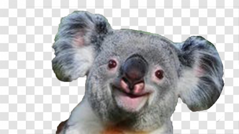 Baby Koala Giant Panda Bear Smile - Happiness Transparent PNG