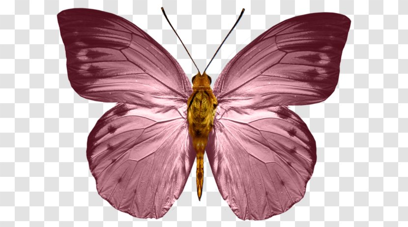 Monarch Butterfly Insect - Brush Footed Transparent PNG