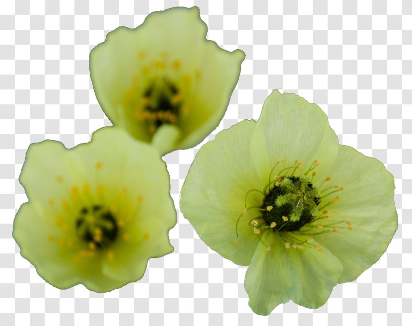 Flower Herbaceous Plant Transparent PNG