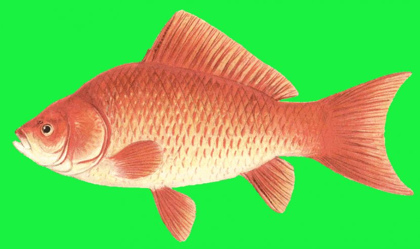 Northern Red Snapper Goldfish Feeder Fish Tilapia Perch - Biology - Cute Art Transparent PNG