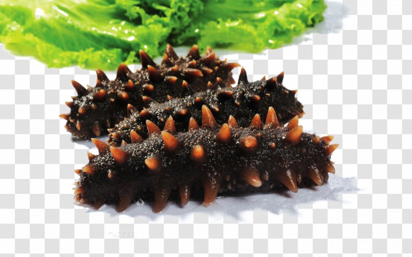 Sea Cucumber Seafood Bohai Wildlife - Larva - Lettuce, Transparent PNG
