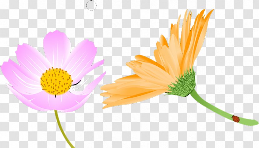 Chrysanthemum - Sunflower Transparent PNG