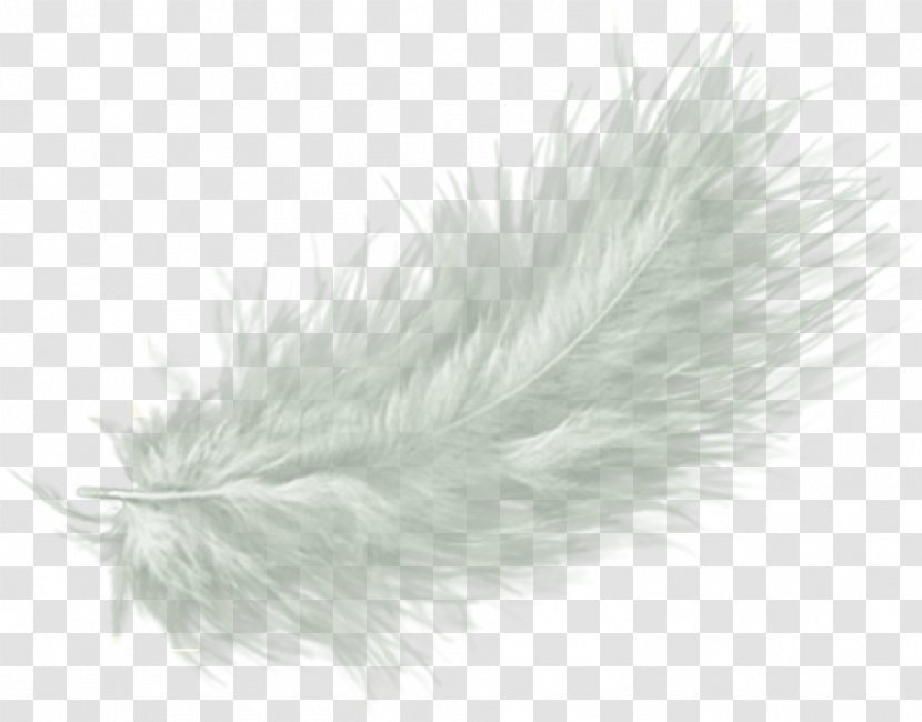Feather Drawing Clip Art Transparent PNG