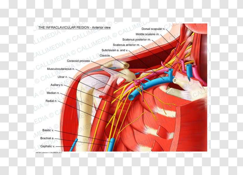 Infraclavicular Fossa Subclavian Artery Supraclavicular Anatomy Brachial Plexus - Watercolor - Frame Transparent PNG