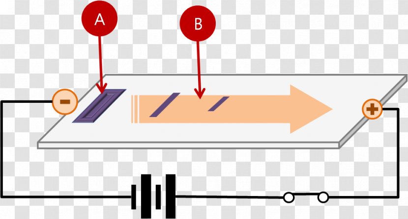 Agarose Gel Electrophoresis DNA - Molecular Biology Transparent PNG