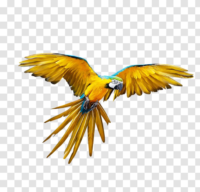 Parrot Bird Budgerigar Flight - Flying Transparent PNG