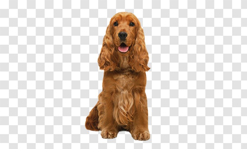 Dog English Cocker Spaniel Sussex - Field Transparent PNG
