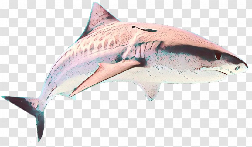 Shark - Cartilaginous Fish - Lamniformes Carcharhiniformes Transparent PNG