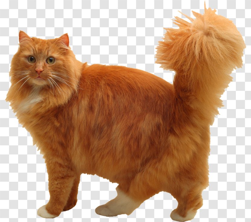 Cat Kitten Clip Art - Norwegian Forest Transparent PNG