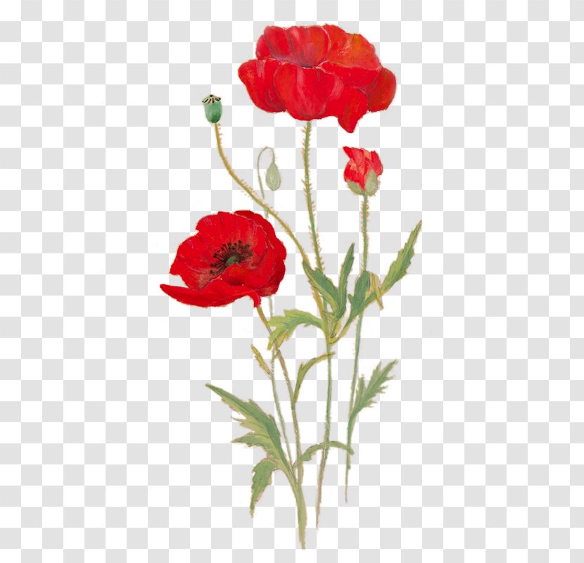 Poppy National Museum Cardiff Garden Roses Flower Art - Coquelicot Transparent PNG
