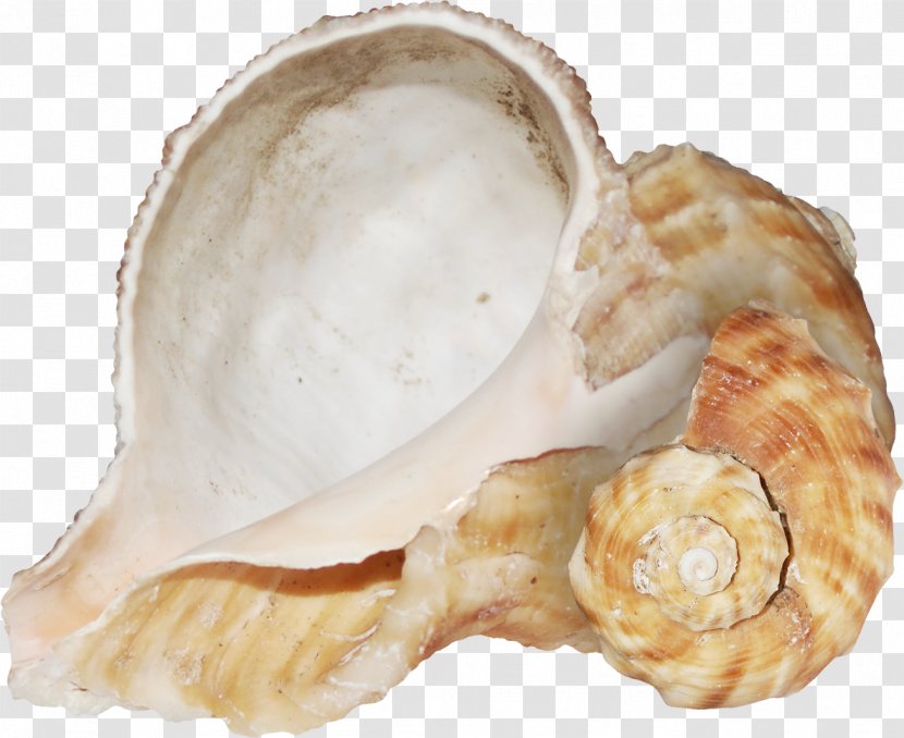 Conch Texture Mapping - Brown Transparent PNG