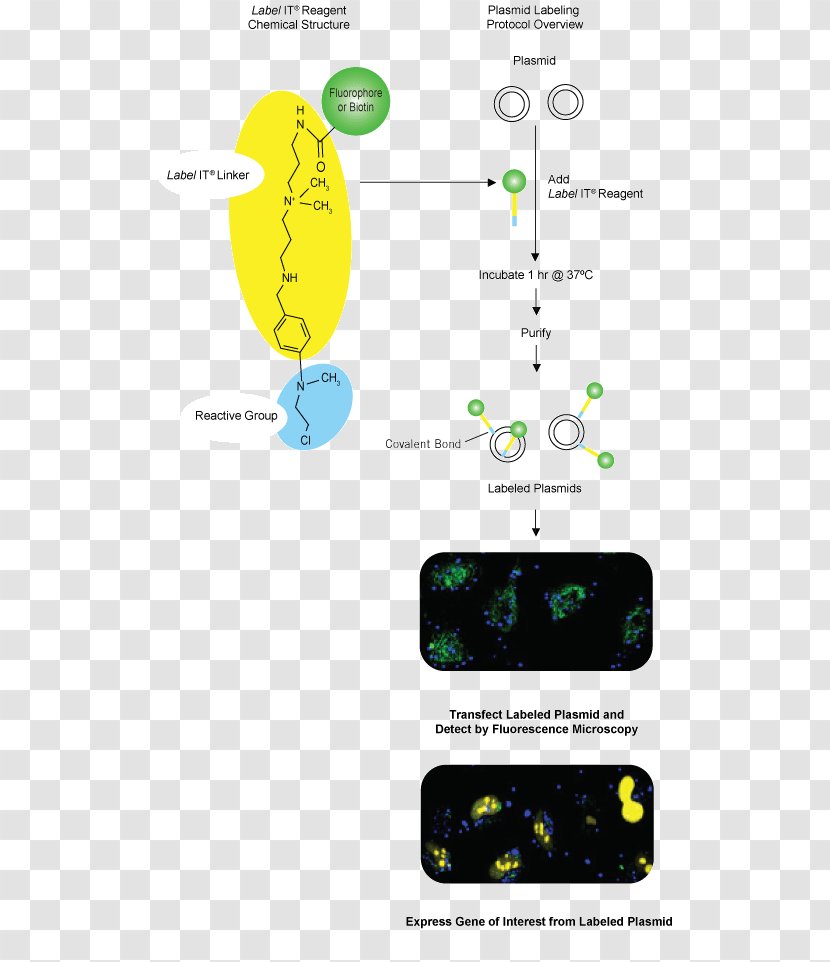 Plasmid Label Nucleic Acid Fluorophore - Cyanine - Metabolism Transparent PNG