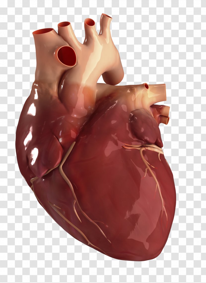 Human Heart Circulatory System Anatomy Body - Silhouette - Health Transparent PNG