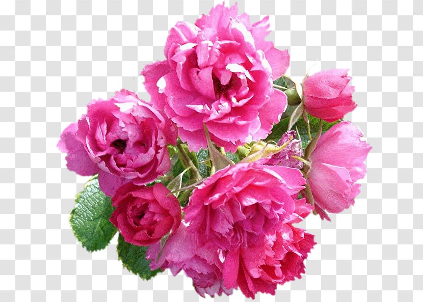 Garden Roses Cabbage Rose Cut Flowers Floribunda Floral Design - Flowering Plant - Flower Transparent PNG