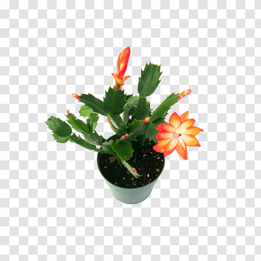 Cactaceae Flower Succulent Plant - Potted Yellow Flowers Cactus Transparent PNG