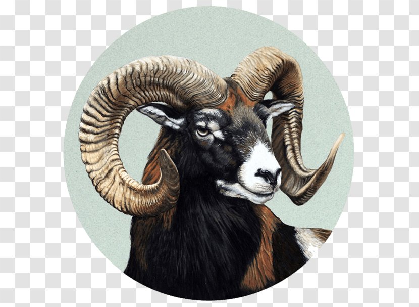 Barbary Sheep Elk Pablo Pereira - Site Of Community Importance - Retratos De Fauna Dall SheepAries Transparent PNG