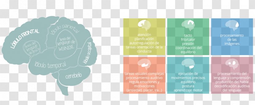 Dyslexia Attention Deficit Hyperactivity Disorder Agy Learning Disability Prefrontal Cortex - Flower - Hand Drawn Brain Transparent PNG