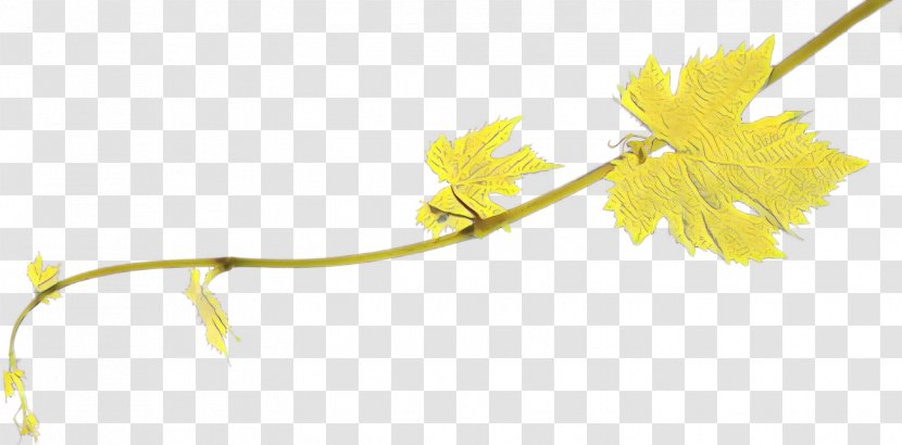 Twig Common Grape Vine Flowering Plant Stem Line - Branch Transparent PNG