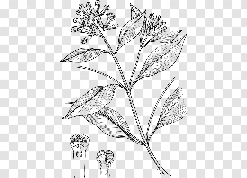 Clove Drawing Condiment Line Art - Plant Transparent PNG