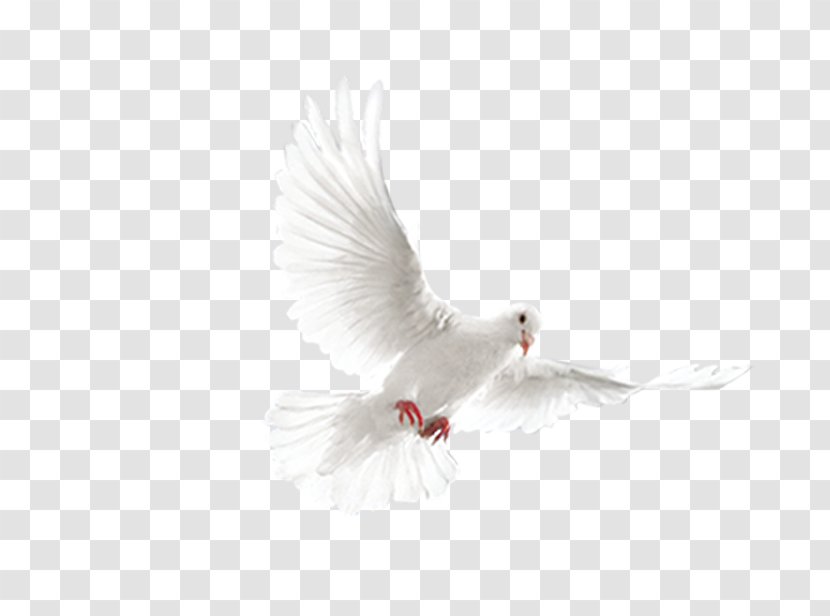 Rock Dove Columbidae Bird - Feather - Pigeon Transparent PNG