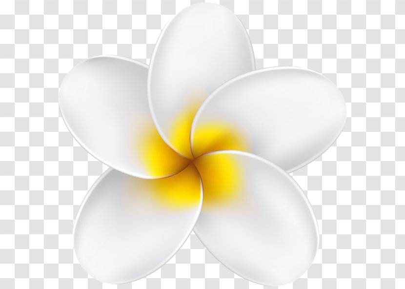 Clip Art Image Desktop Wallpaper Transparency - Symmetry - White Fragrant Flowers Of The Tropics Transparent PNG