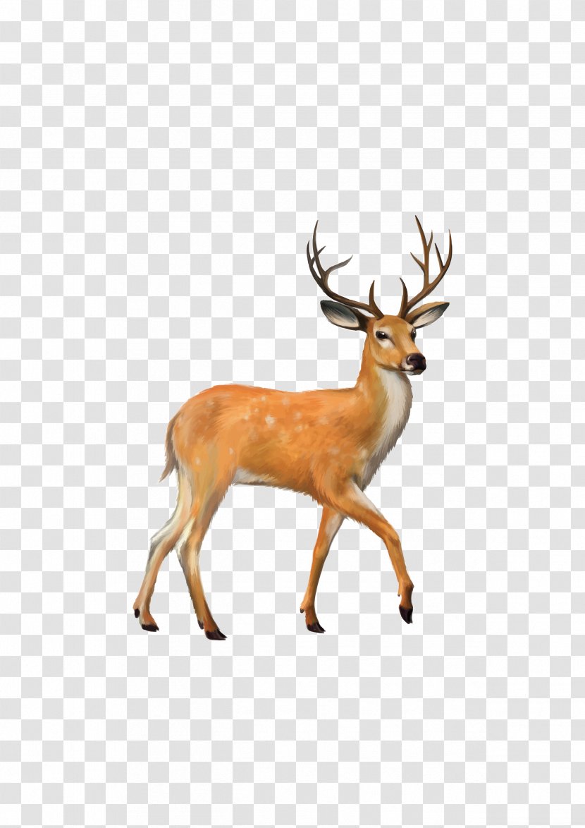 White-tailed Deer Mule Clip Art - Terrestrial Animal Transparent PNG