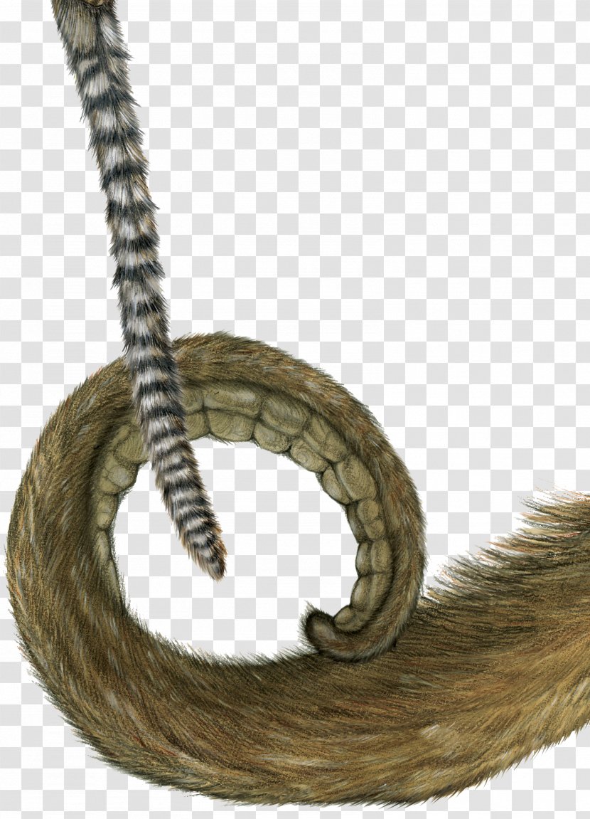 Monkey Tail Animal - The Monkey's Little Transparent PNG