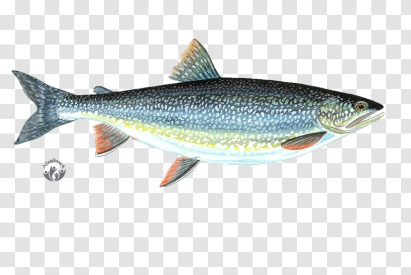 Sardine Cutthroat Trout Milkfish Anchovy - Fish Transparent PNG