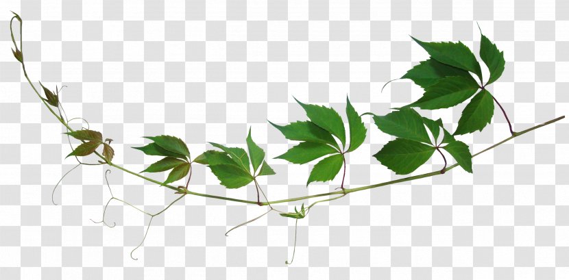 Branch Leaf - Plant - Herb Transparent PNG