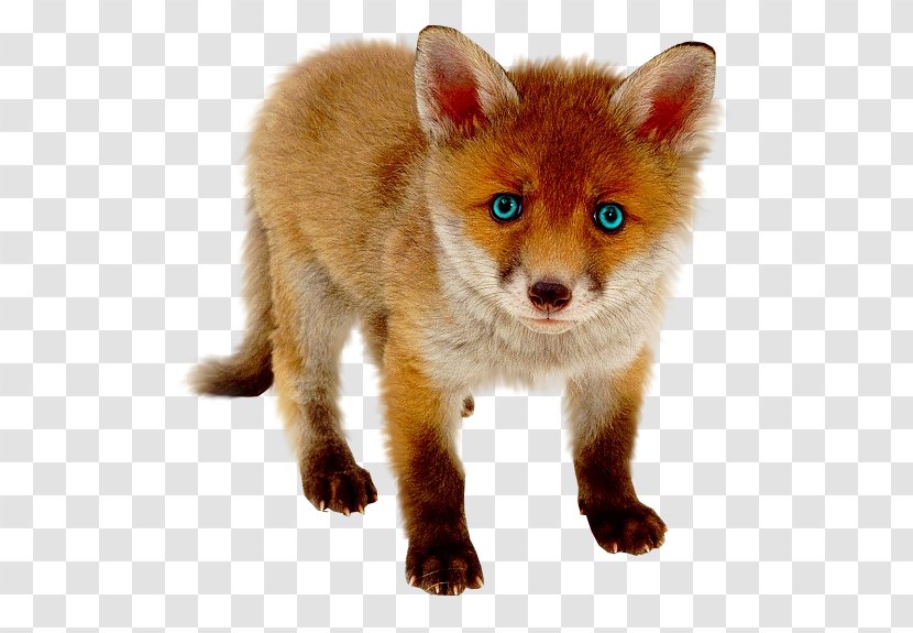 Red Fox Dog Three-letter Acronym - Chihuahua Transparent PNG