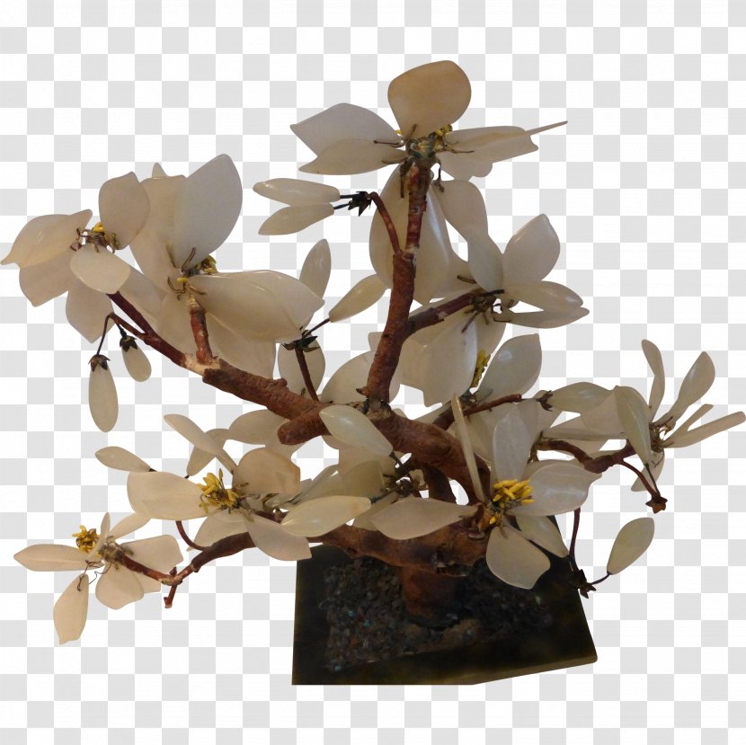 Jade Plant Branch Tree Twig - Soil Transparent PNG