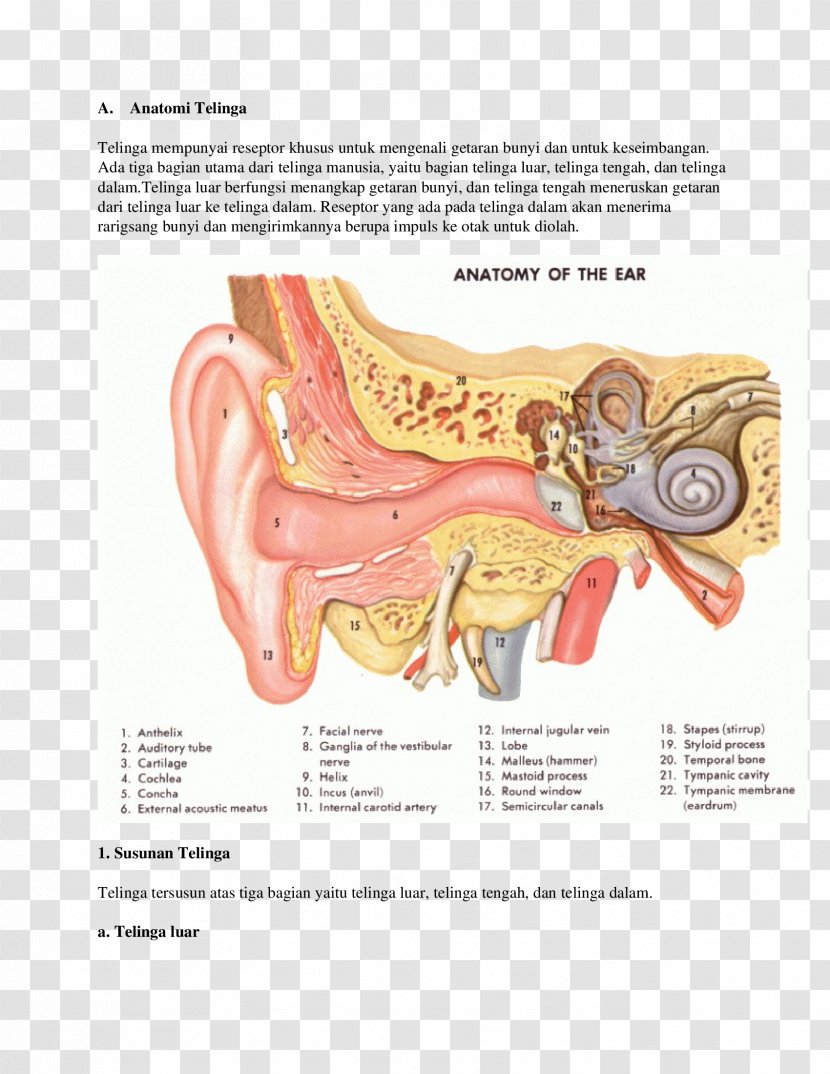 Ear Anatomy Inner Gross - Cartoon Transparent PNG