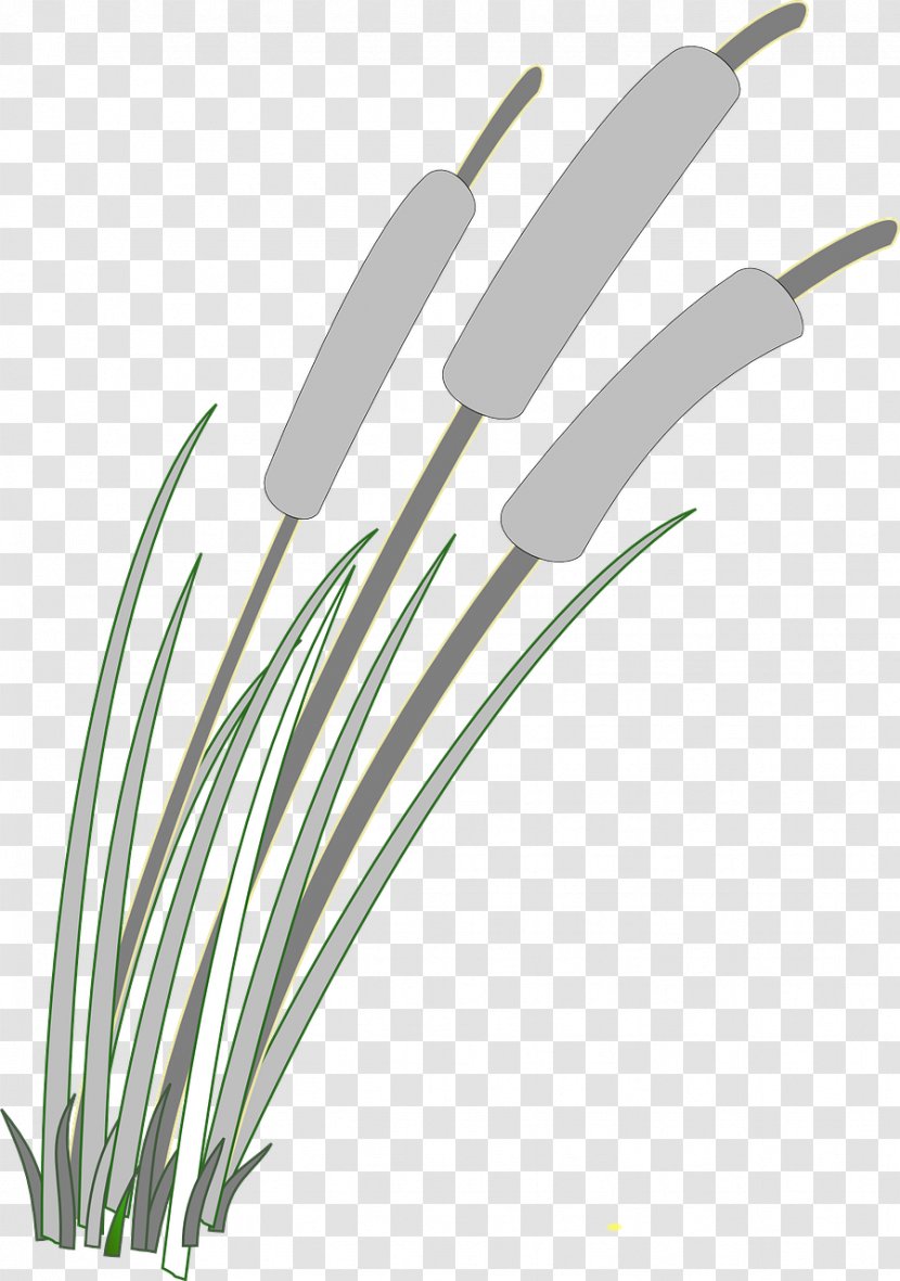 Reed Clip Art - Free Aerophone - Wound Transparent PNG