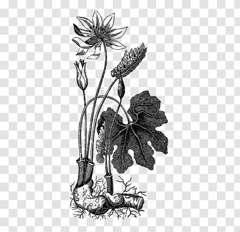 Floral Design Stevia Candyleaf Herb - Visual Arts - Blackandwhite Transparent PNG