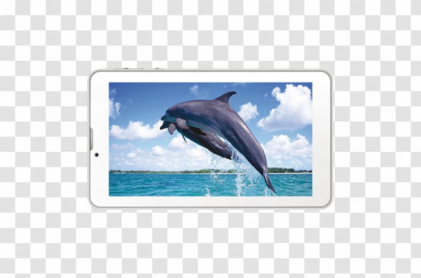 Wholphin Common Bottlenose Dolphin Sea Marine Biology - Water Transparent PNG