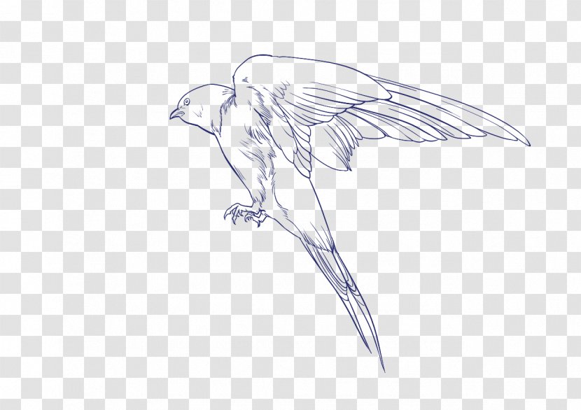 Beak Sketch Bird Of Prey Drawing - Character - Aka47 Icon Transparent PNG