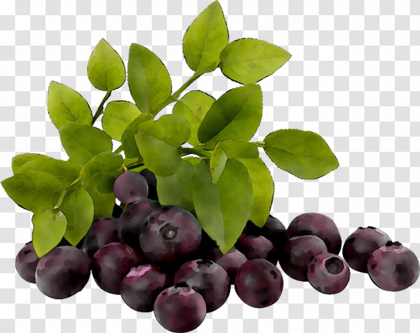 Bilberry European Blueberry Stock Photography Royalty-free - Food Transparent PNG