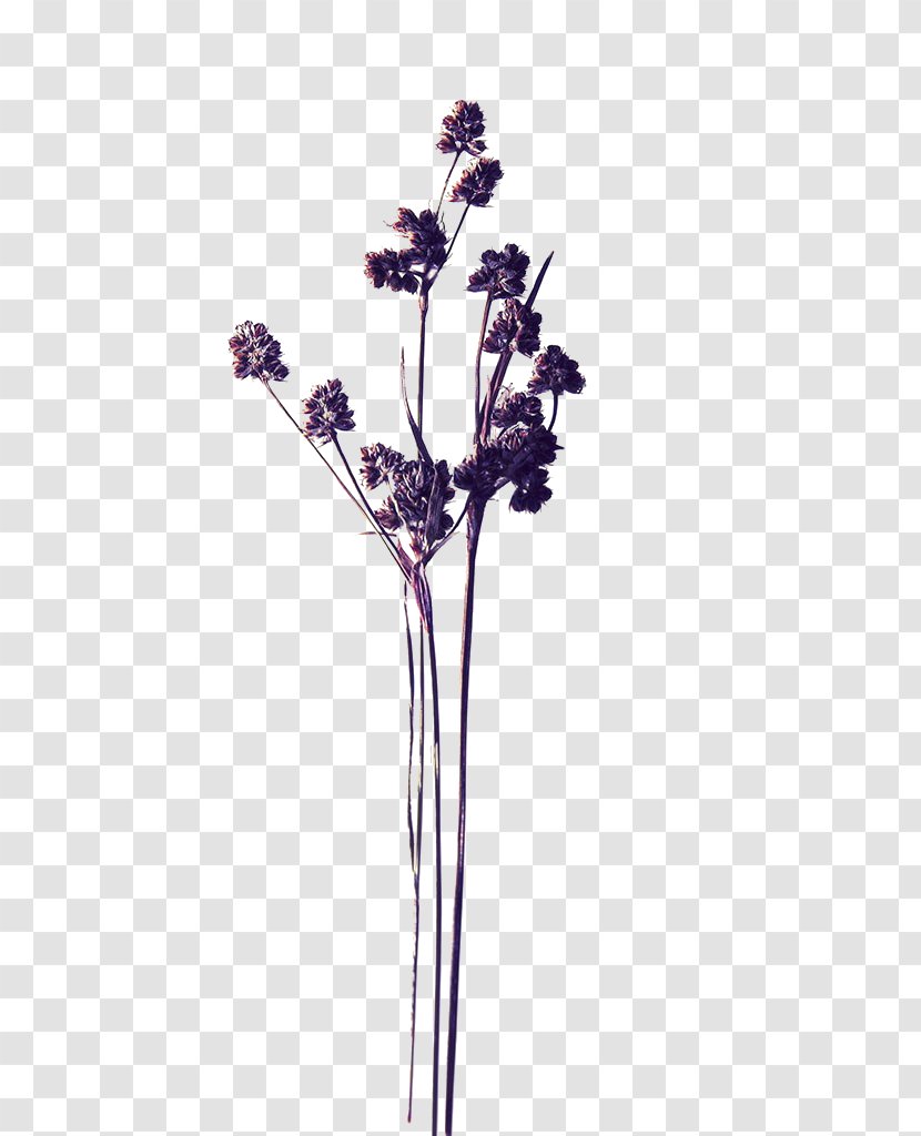 Pressed Flower Craft Stock Photography - Artificial - Purple Dried Flowers Transparent PNG