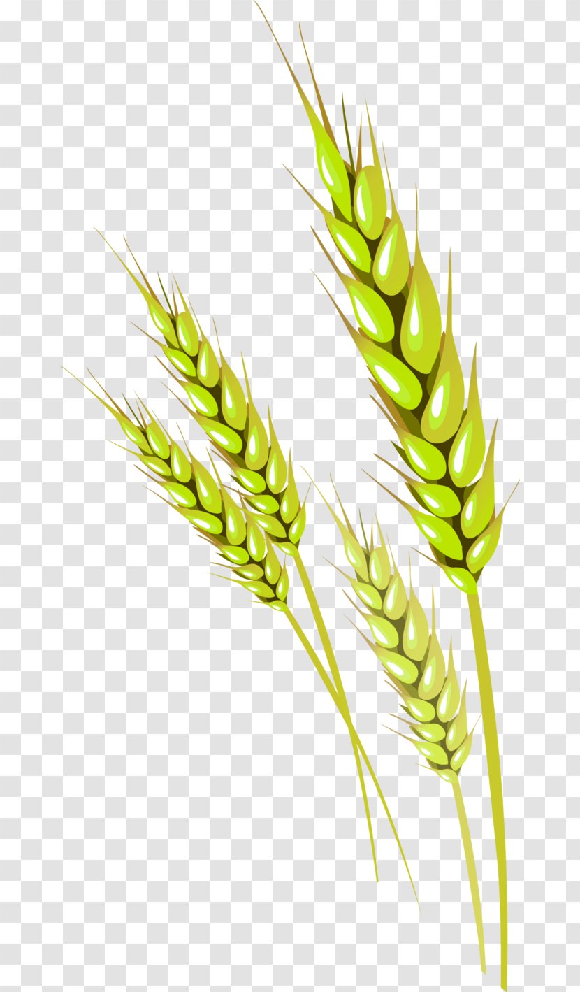 Wheat Vecteur - Grass Family - Golden Transparent PNG
