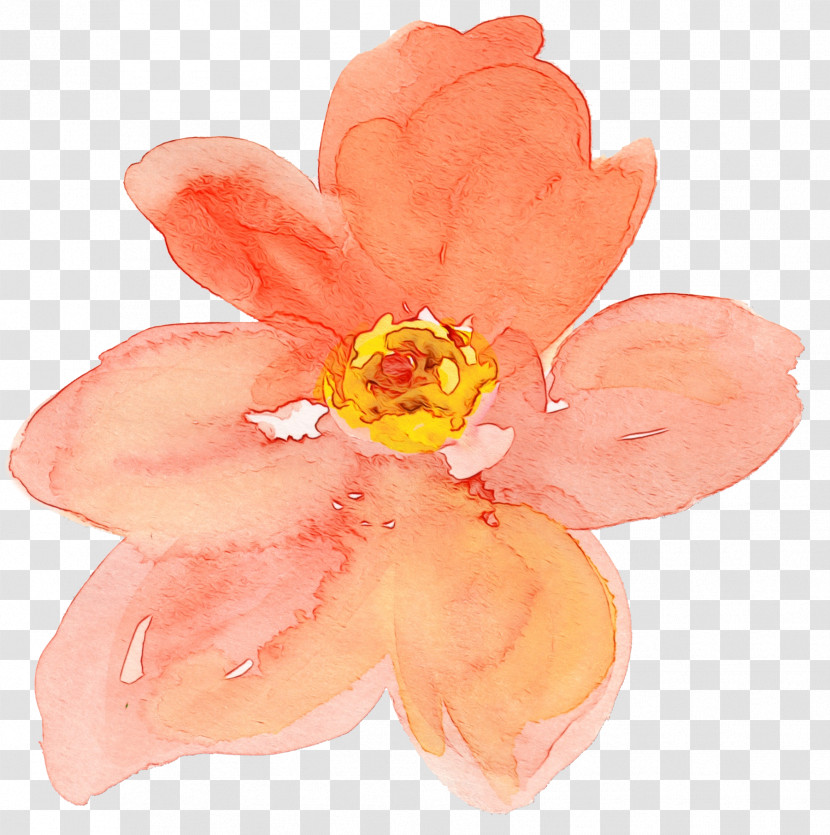 Orange Transparent PNG