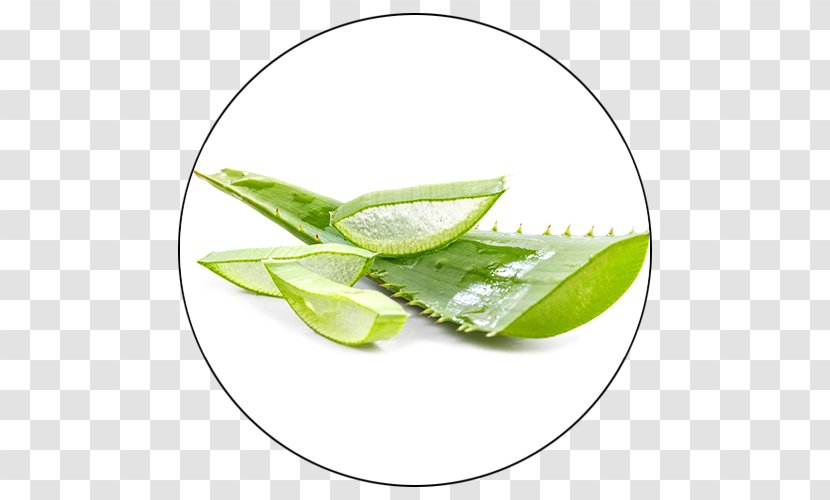 Aloe Vera Leaf Gel Skin Plant - An Transparent PNG