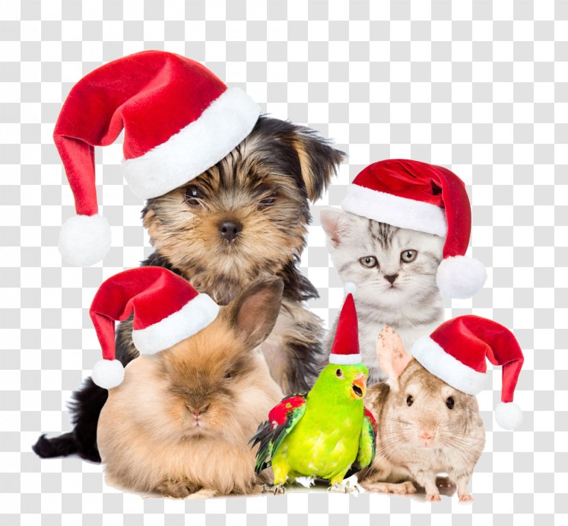Pets Are Also Buckle Creative Christmas HD Free - Morkie - Holiday Transparent PNG