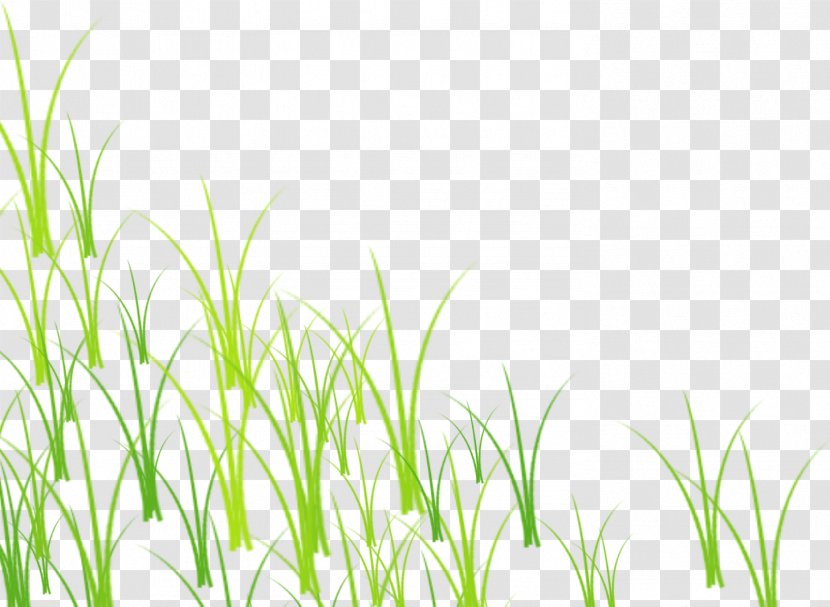 Grass Green Lawn - Plant Stem - Grass, Transparent PNG