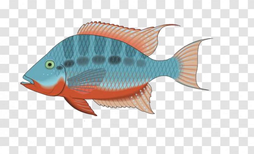 Tropical Fish - Animal - Beautiful Creative Picture Transparent PNG