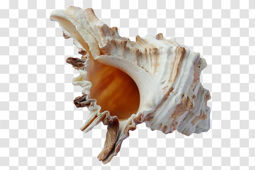 Seashell Mussel Scallop - Beach Transparent PNG
