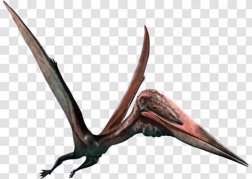 Zhejiangopterus Quetzalcoatlus Pterodactyls Pteranodon Pterosaurs - Horn - Dinosaur Transparent PNG
